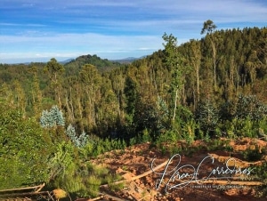 campo en venta florida, concepción