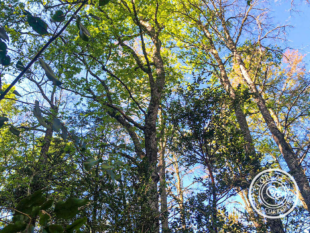 venta de parcelas en pucón Chile